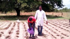 CRISE D’ENGRAIS Clément Dembélé déballe des paysans doutent