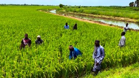 CAMPAGNE-AGRICOLE-EN-ZONE-OFFICE-DU-NIGER-ENGRAIS-SUBVENTIONNÉS
