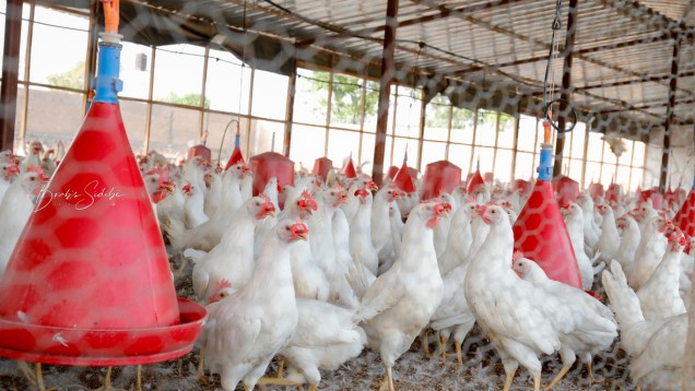 Ferme avicole WALILA sarl