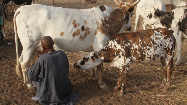 Ferme bovine des élevages Dramera
