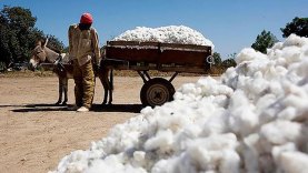 Production-cotonniere