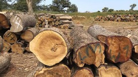 société Générale Industrie du Bois Aboubacrine Cissé pris la main dans le sac