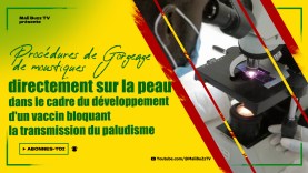 procédure-de-gorgement-de-moustiques-directement-sur-la-peau-dans-le-cadre-du-développement-d&rsquo;un-vaccin-bloquant-la-transmission-du-paludisme