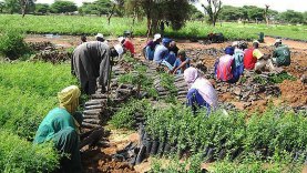 Nioro-du-Sahel-projet-présidentiel-Brigade-Verte