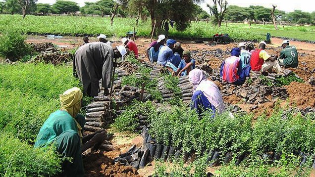 Nioro-du-Sahel-projet-présidentiel-Brigade-Verte