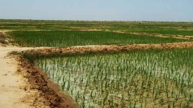 Production-Végétale-Office-du-Niger-normes-de-fertilisation-du-riz-irrigue