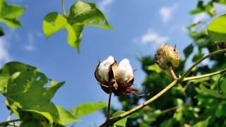 coton-Campagne-Agricole-Zone-CMDT